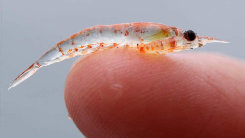 Animal de Krill